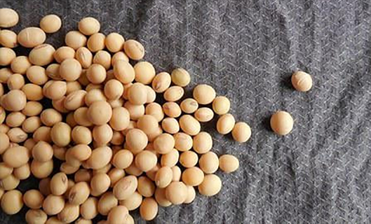 AG Club | The Originator of Live Casino